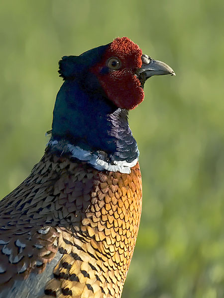 Fasaani, Common Pheasant, Phasianus colchicus